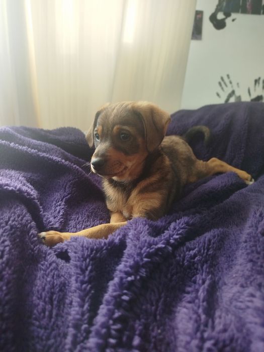 Szczeniak do oddania