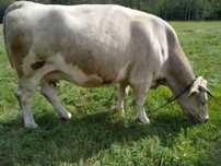 Krowa charolaise