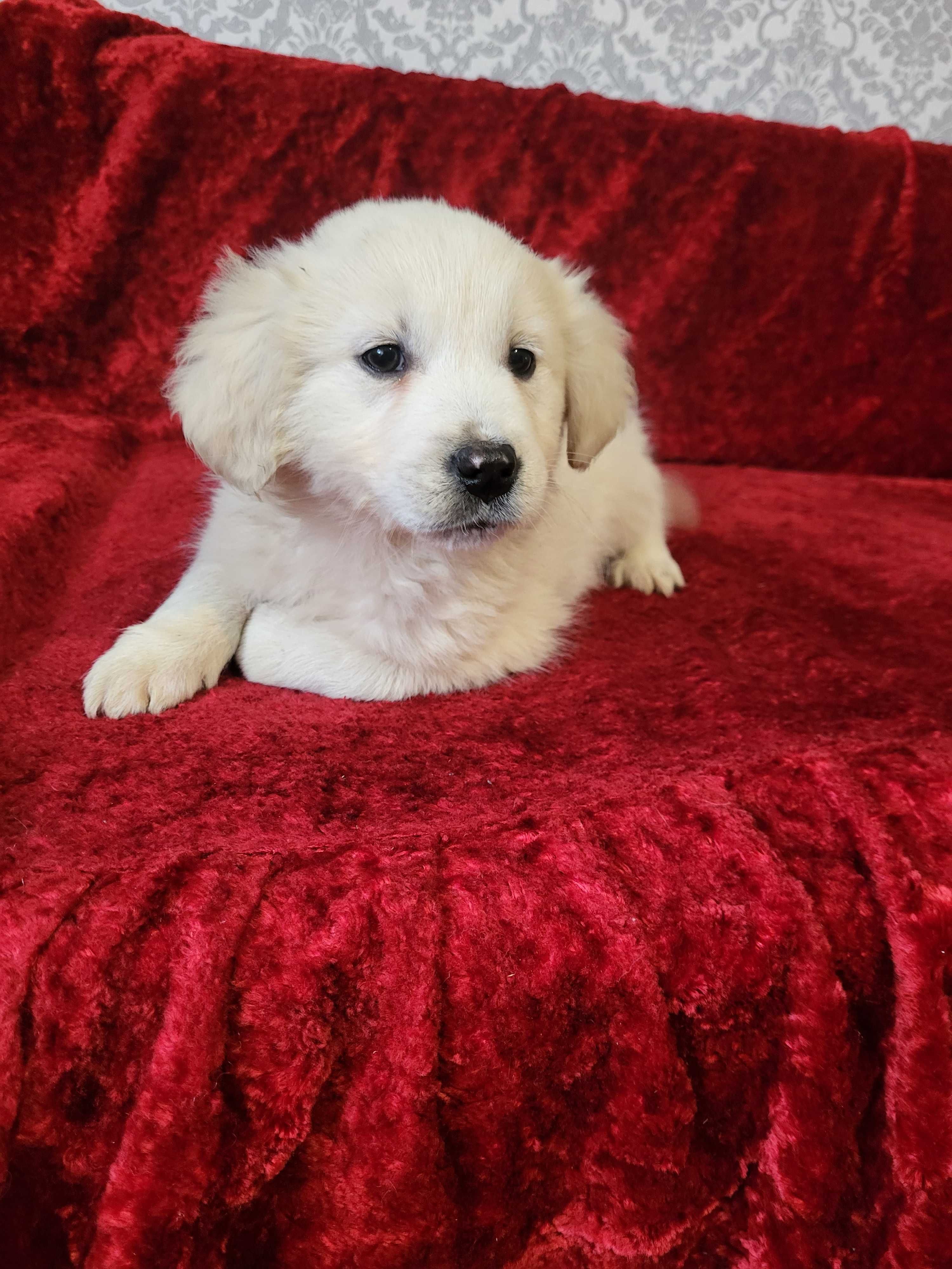 Golden Retriever [Szczenię; Sunia Biszkoptowa z Rodowodem]