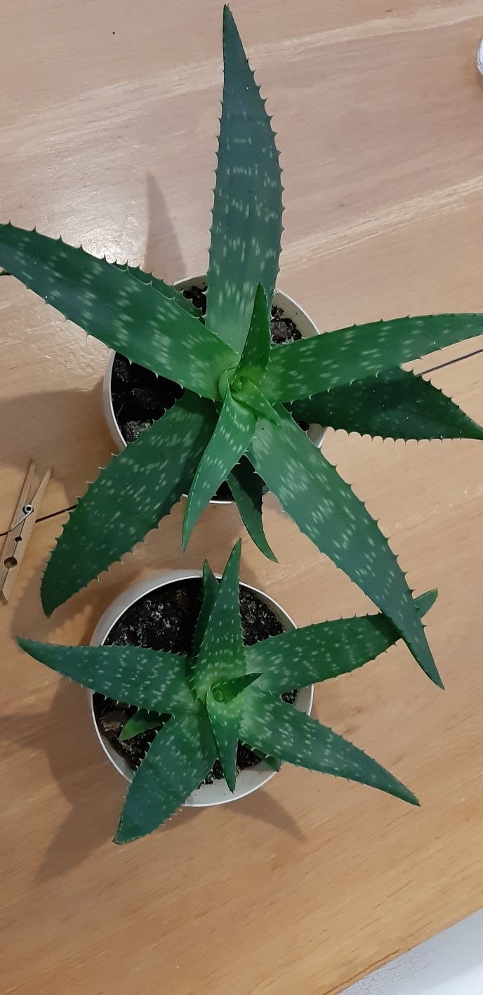 Aloes kwiat roślina kaktus