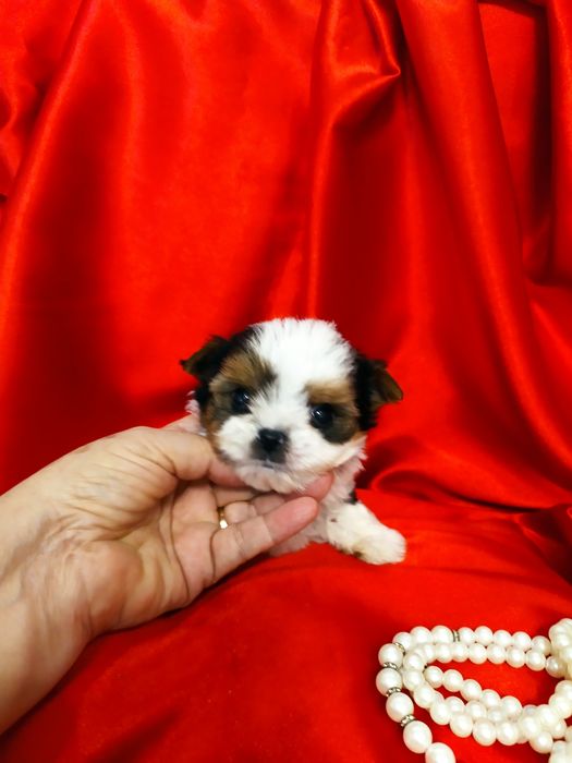Bardzo maleńki samczyk z metryką ZkwP/FCI Biewer Yorkshire terrier.