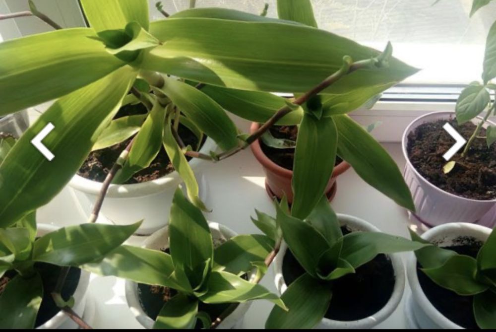 Золотий вус кімнатний