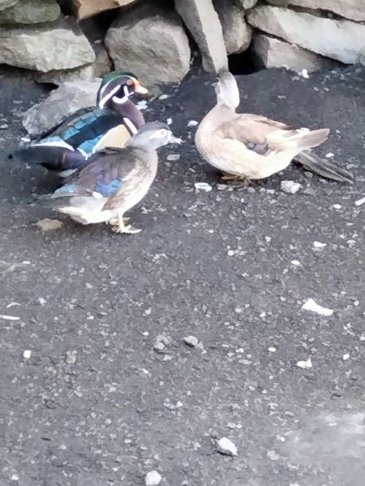 Patos carolinos e mandarim casais ou separado