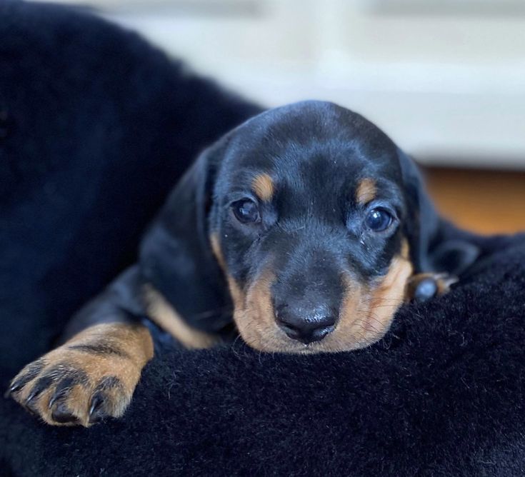 Чарівна такса в пошуку нової домівки