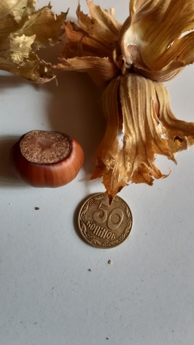 Фундук сорта Трапезунд саженцы на осень .