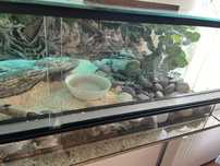 Terrarium  dla węża