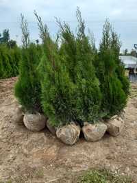 Tuja  thuja  szmaragd  wys  ok. 1m 1.5m 1.9m producent