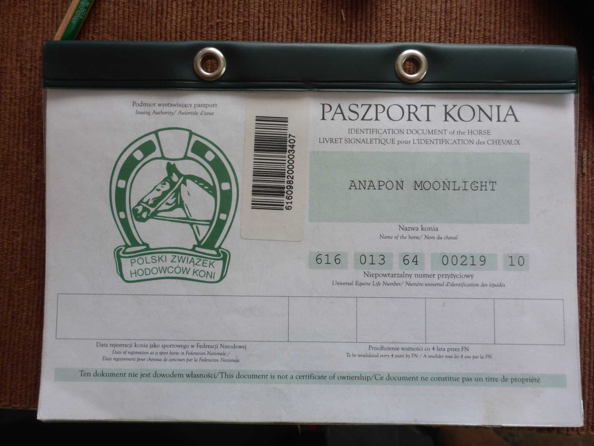 spokojna klacz ‼️ kuc walijski 122cm ‼️ ŹREBNA licencja ‼️ dowiozę