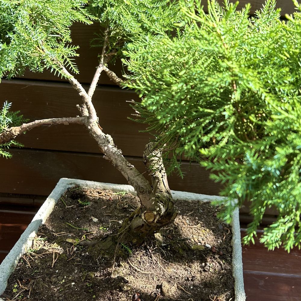 Donica betonowa bonsai jałowiec