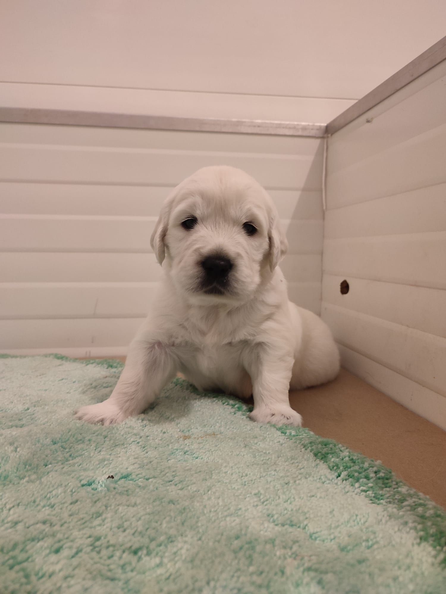 Golden Retriever Com Lop e Afixo