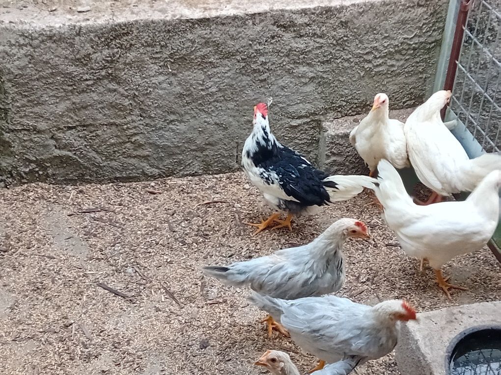 Leghorn isabella, exchequer