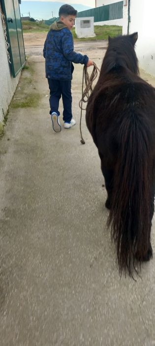 Ponei Preto bem engatado e bem montado  mansinho