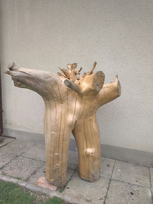 Korzeń ozdobny duży