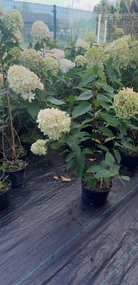Hortensja, trawa ozdobna, laurowisnia, paulownia, wiciokrzew.