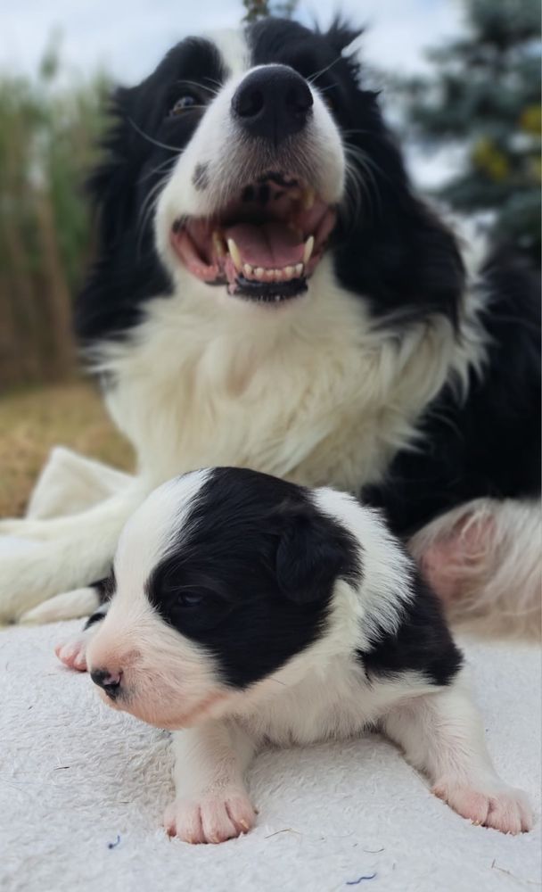 Nora prześliczna sunia border collie 3 tygodnie ZkwP FCI