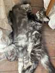 Maine coon  koteczka