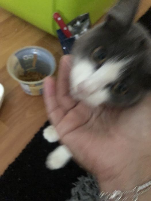 Gatinho com 3 meses