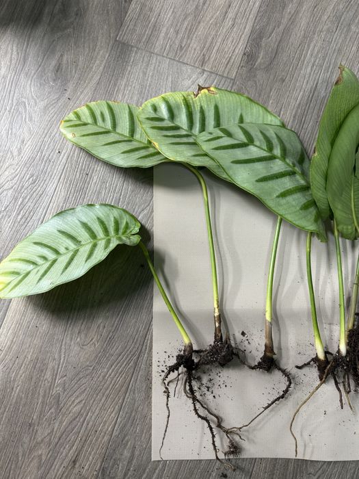 Калатея Белла Карлина Эксклюзив Коллекционная Bella Carlina
