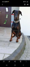 Reproduktor Doberman