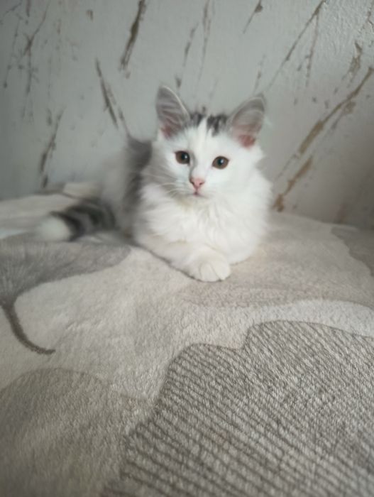 Kot , kociak , kocurek syberyjski