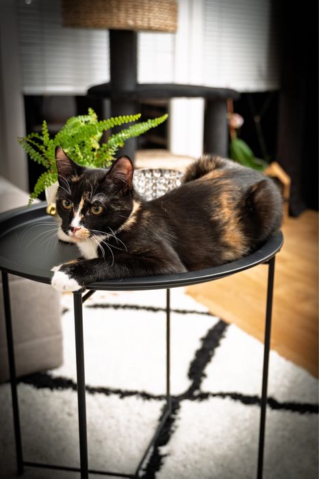 Koteczka Izi szuka domu