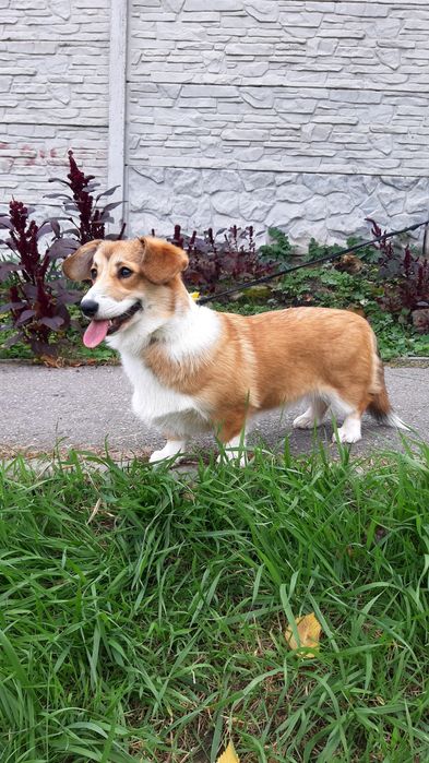 Лапотулі-лапулі коргі