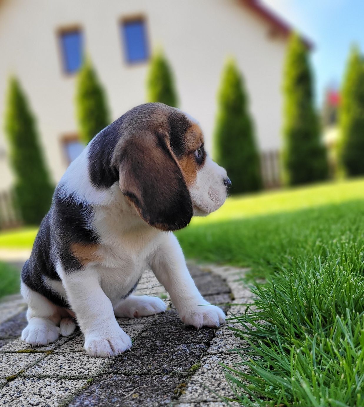 Beagel Piesek Tricolor