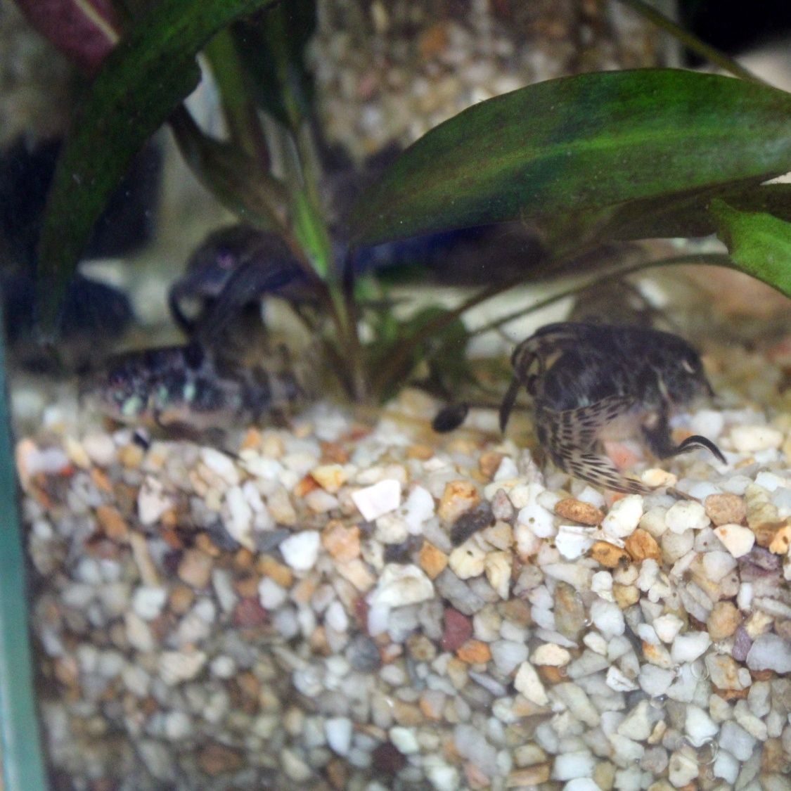 акваріумна рибка Коридорас крапчастий / аквариумная рыбка сом коридора