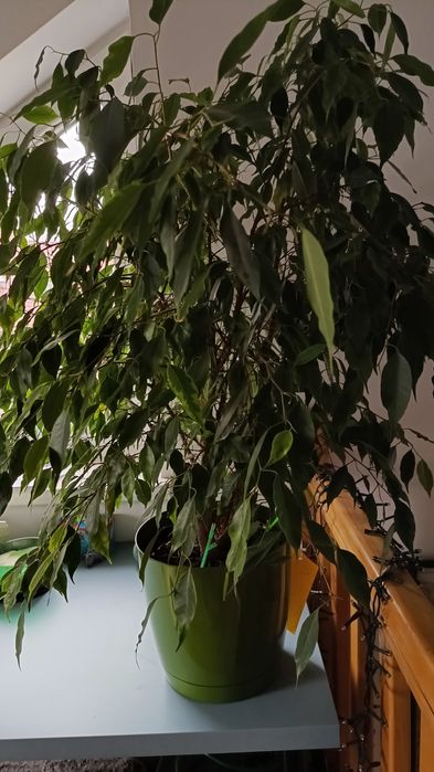 Benjamin bardzo ładny ok 75cm od góry donicy