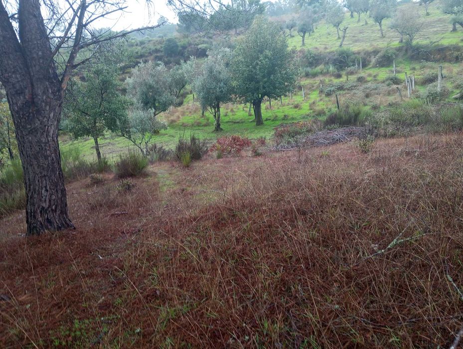 Pinhal novo e pequeno olival - Paranhos da Beira