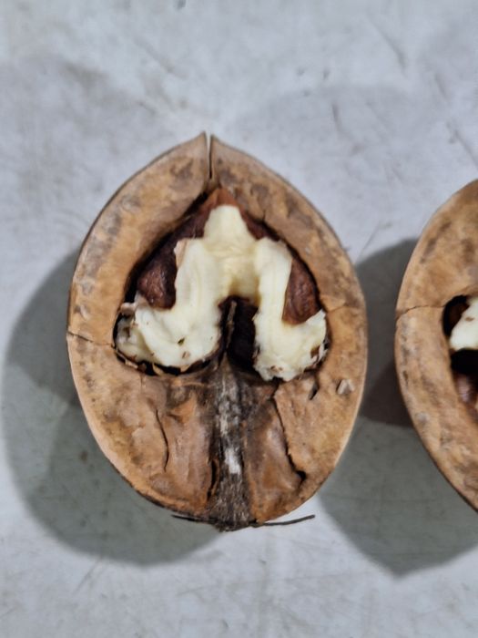 Грецький горіх врожай 2025 р