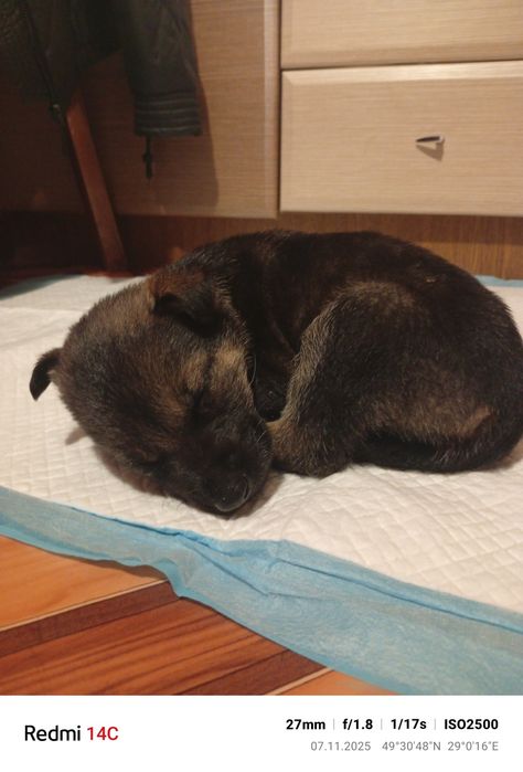 Собачка дівчинка, дворняшка. безкоштовно