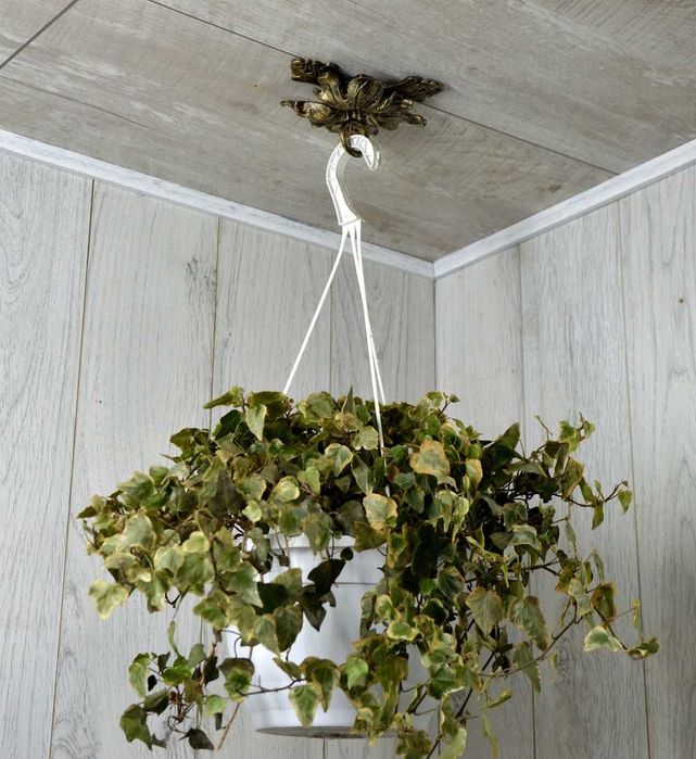 Wieszak Hak Uchwyt sufitowy kuty na doniczkę - Złota Patyna (W12)