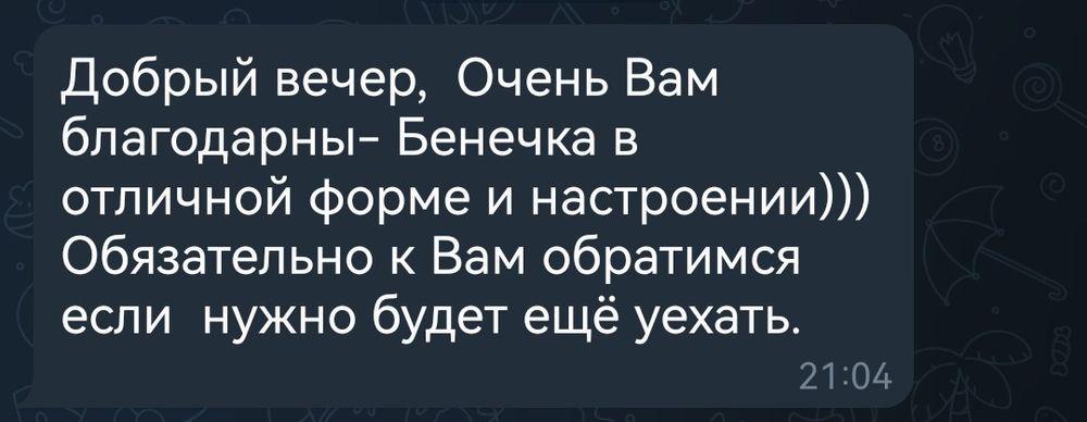 Передержка, отель для животных (кошечки, собачки)