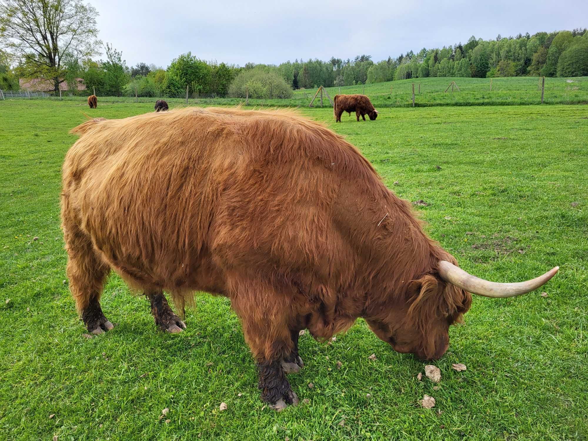 100% Rasowy buhaj byk rozpłodowy highland bydło szkockie wpis PZHiPBM