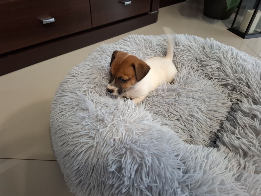 Jack Russell Terrier piesek