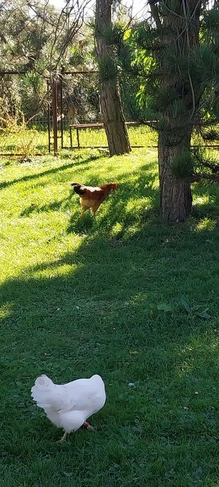 Kaczka 100zł i Kogutki 45zł.szt