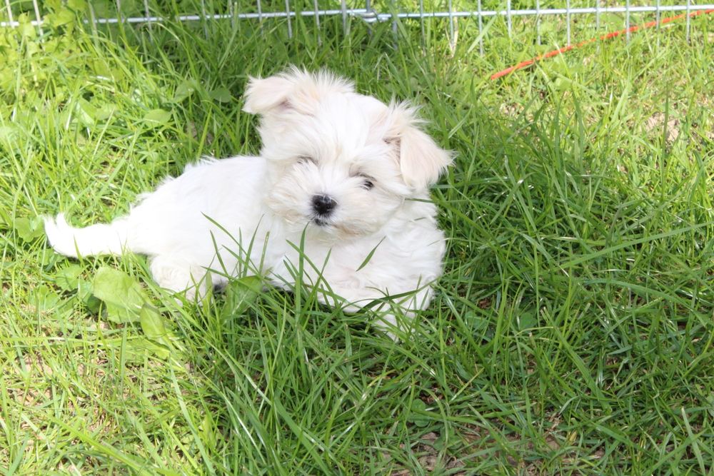 Mini suczka Maltańczyk