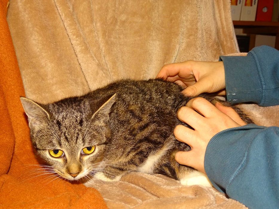 FIONA- bura, młoda kotka