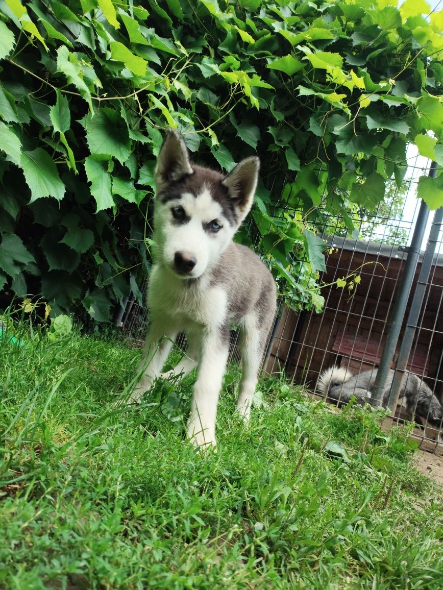 Suczka Siberian husky