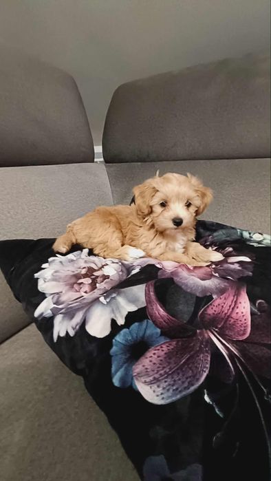 Śliczny Maltipoo