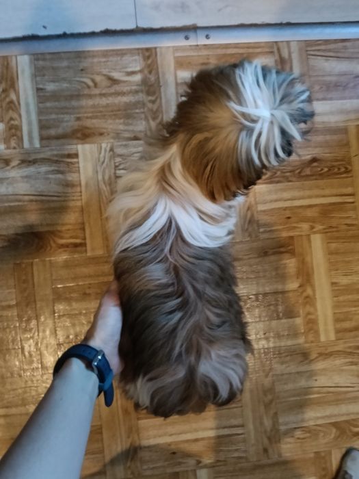 Shih tzu suczka - płatna adopcja