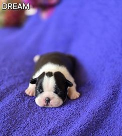 Boston Terrier DREAM piesek ZKwP FCI