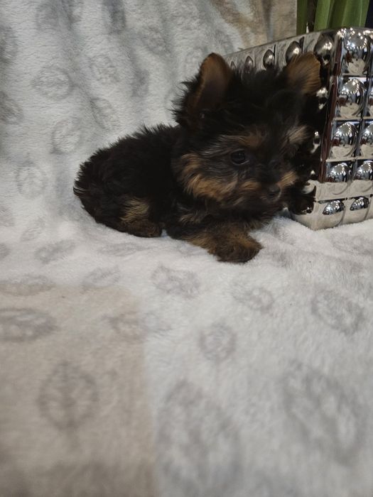 Sunia york z Rodowodem do odbioru