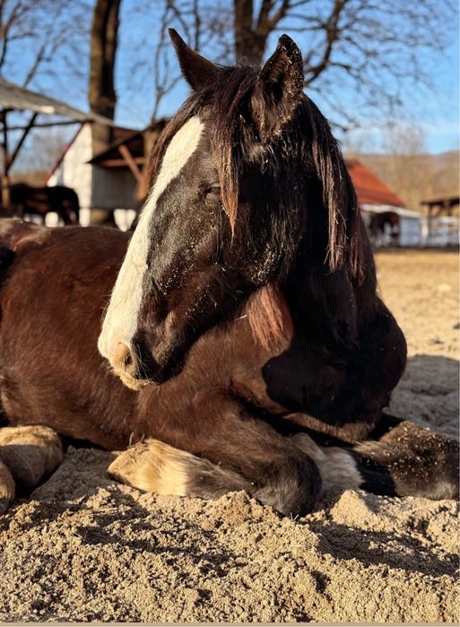 Wałach tinker x kwpn