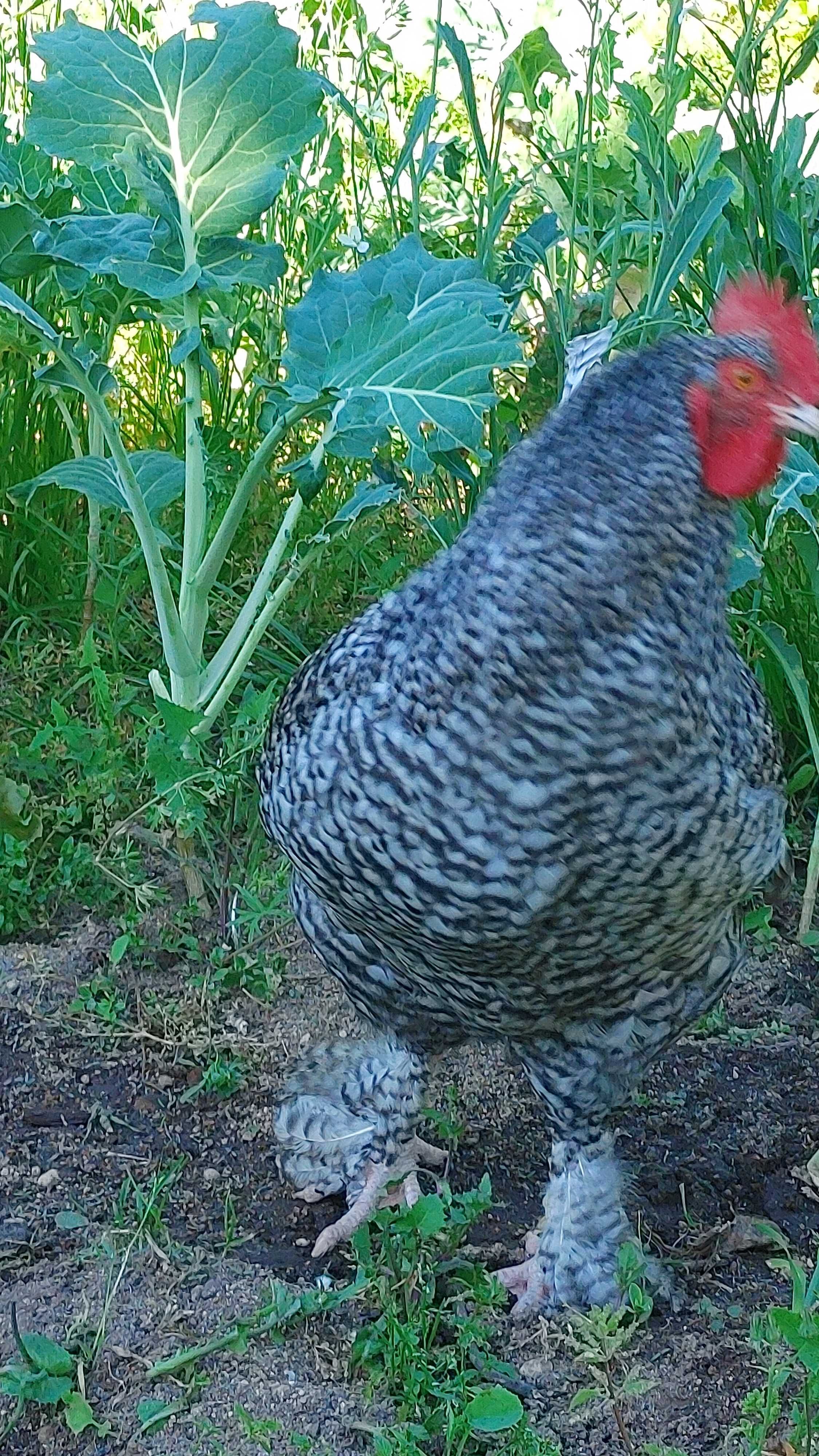 Frangos raça Maline , Brahmas. Jersey Gigante