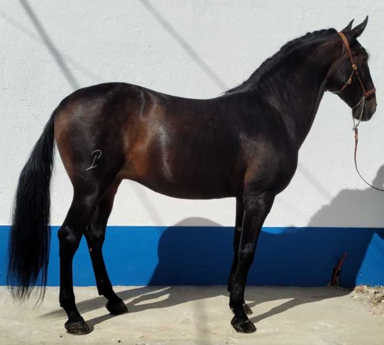 Puro sangue lusitano