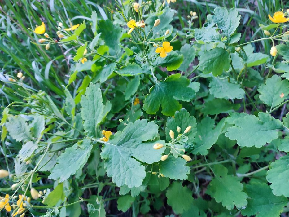 Чистотіл свіжий на зріз, сушений, саджанці, сік