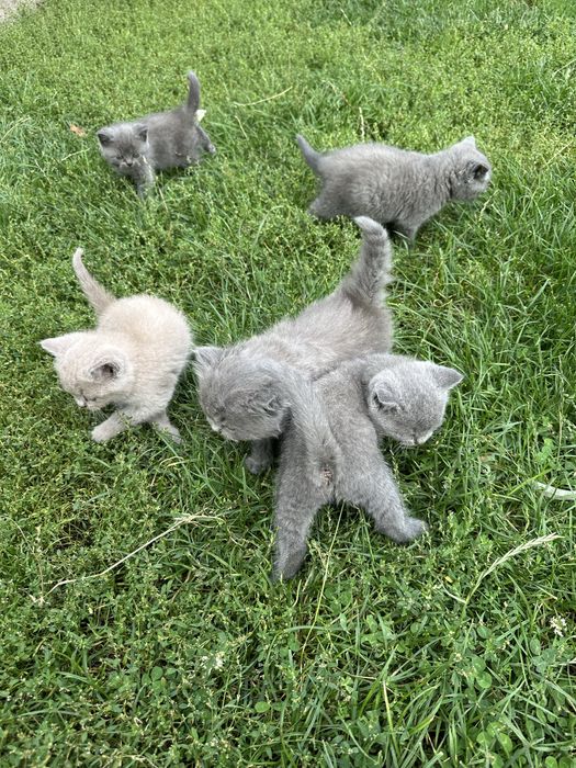 Продаються шотландські прямовухі кошенята
