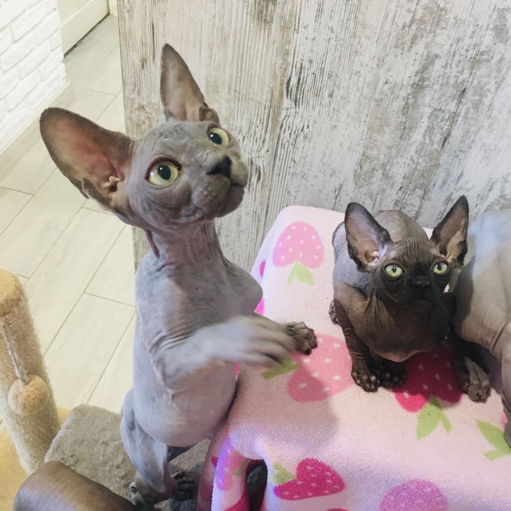 Канадский сфинкс , canadian sphynx , naked